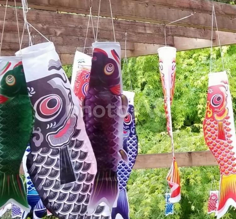 鯉のぼりと新緑 こいのぼり,5月5日,5月の写真素材