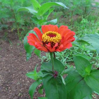 Zinnia elegans, JPG