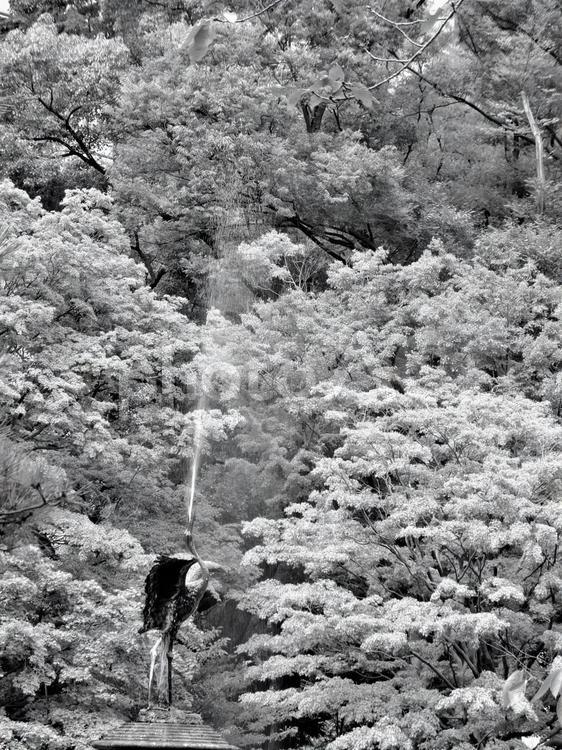 鶴の噴水４　白黒 鶴の噴水,日比谷公園,東京の写真素材