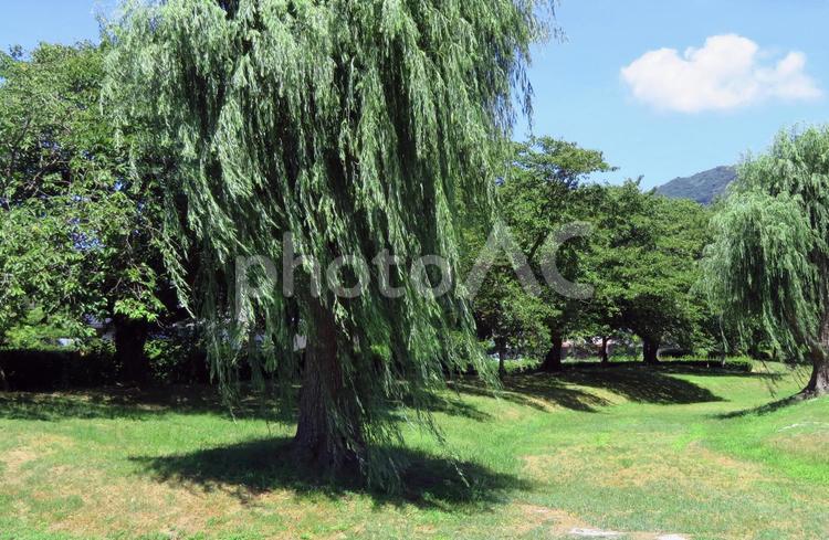 木陰のある夏の公園の風景 公園,木々,木の写真素材