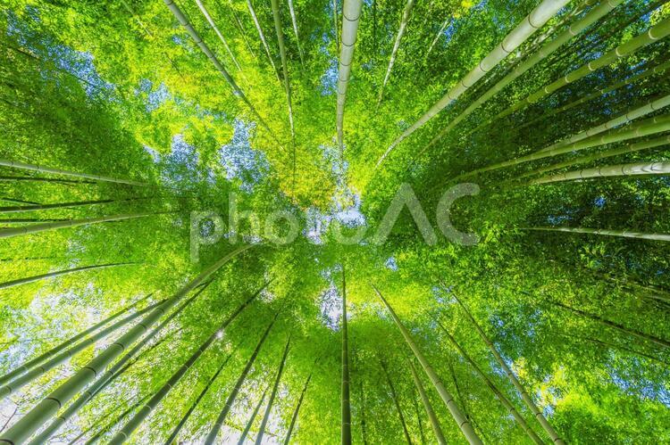 竹林の風景 京都,日本,アジアの写真素材
