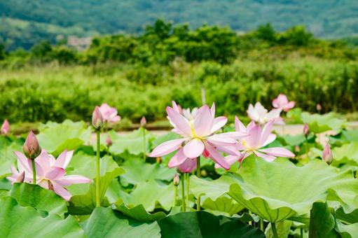 Lotus garden in full bloom, JPG
