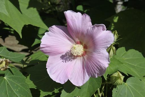 フヨウの花② フヨウの花②の写真