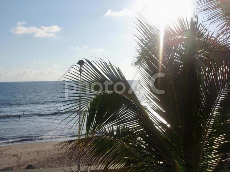 メキシコの海とヤシの木 浜,熱帯,砂の写真素材