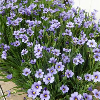 Spring flowers: Chinese bellflower, JPG