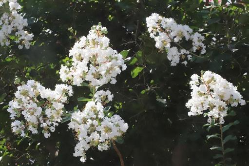 Photo, summer, crisp berry, flower, 