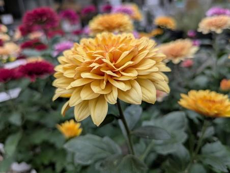 菊の花の季節です 菊,花,フラワーの写真素材