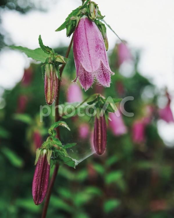 紫のホタルブクロ　蛍袋 蛍袋,ホタルブクロ,花の写真素材