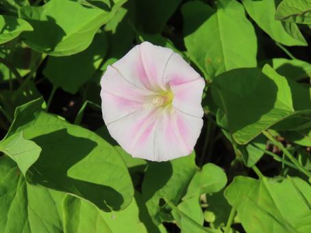 淡いピンクのヒルガオの写真