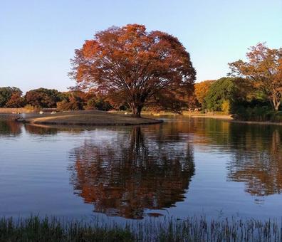11_秋色、水面に映ゆ 11_秋色、水面に映ゆ 晩秋,紅葉,水面の写真素材