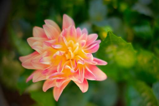 オレンジ色のダリアの写真