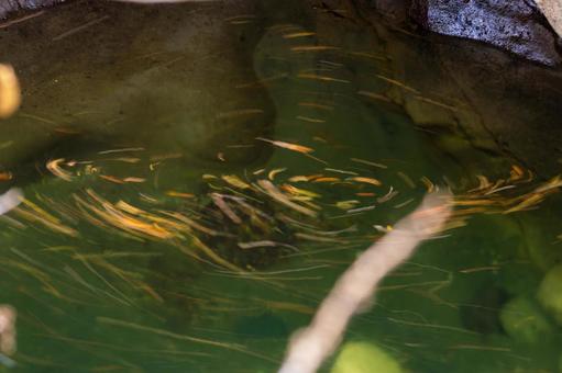 秋の磊々峡⒃ 秋,紅葉,磊々峡の写真素材