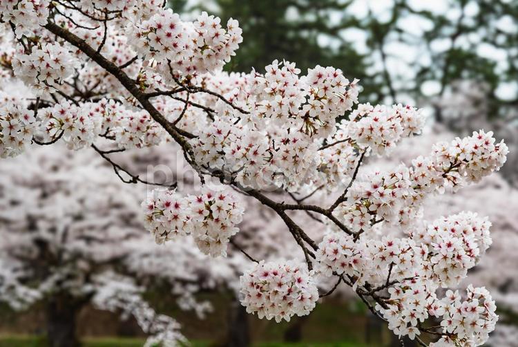 弘前城　満開の桜 桜,花びら,ソメイヨシノの写真素材