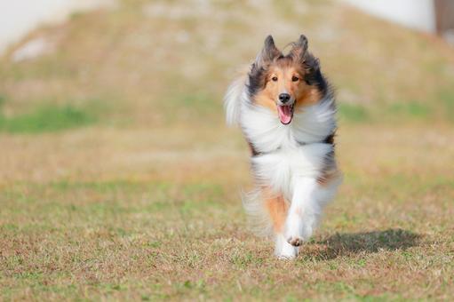 シェルティ 犬,シェルティ,ドッグカフェの写真素材