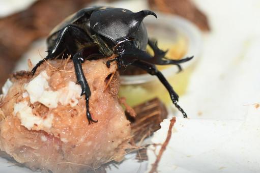 昆虫ゼリーを食べるカブトムシ カブトムシ,かぶとむし,甲虫の写真素材