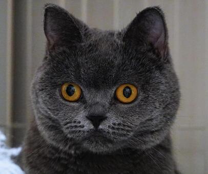 ブリティッシュショートヘア ブリティッシュショートヘア,ネコ,グレーの写真素材