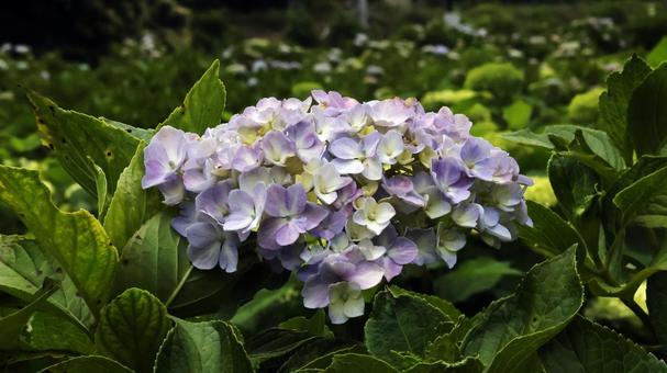 Hydrangea, JPG Hydrangea, JPG