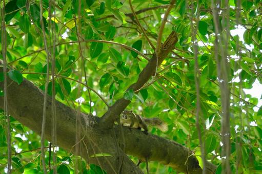 タイのリス タイのリス リス,小動物,野生動物の写真素材