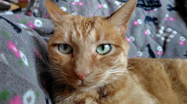 茶トラちゃん ねこ,茶トラ,メス猫の写真素材