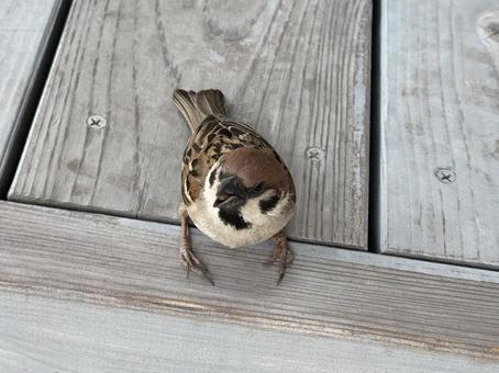 Sparrow front, JPG Sparrow front, JPG