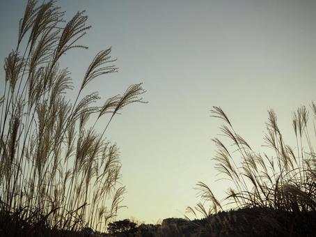 夕空とススキ 夕空とススキ ススキ,すすき,穂の写真素材