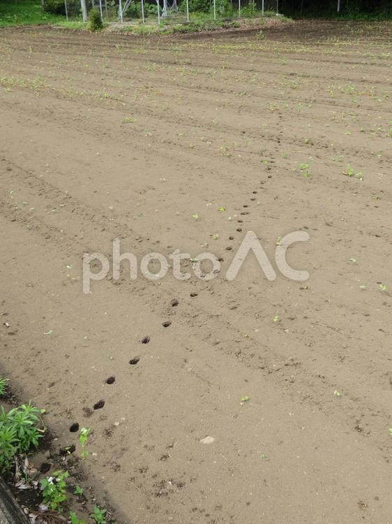 畑の中を点々と続く動物の足跡 畑,土,足跡の写真素材