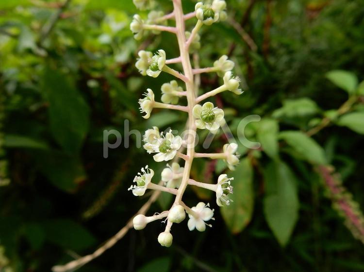 【植物写真】ヨウシュヤマゴボウ ヨウシュヤマゴボウ,洋種山牛蒡,自然の写真素材