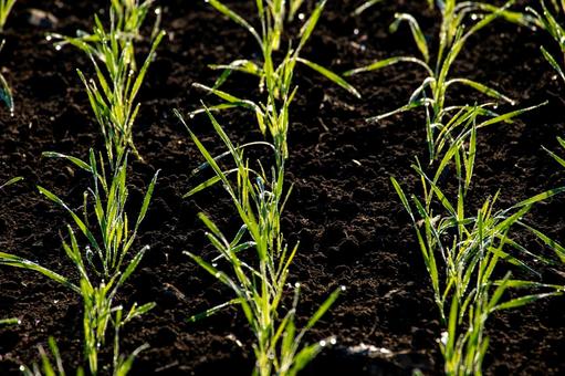 十勝の朝、黒土に並ぶ若苗のきらめき 秋まき小麦,水滴,若い苗の写真素材