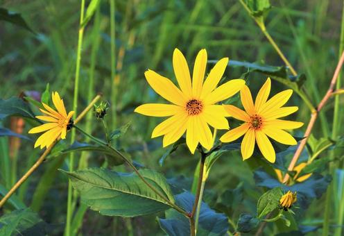 姫ひまわり 姫ひまわり 姫ひまわり,花,植物の写真素材