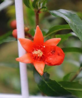 セキリュウ ザクロの花,花,flowerの写真素材