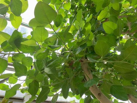 Photo, plant, vegetation, green, 