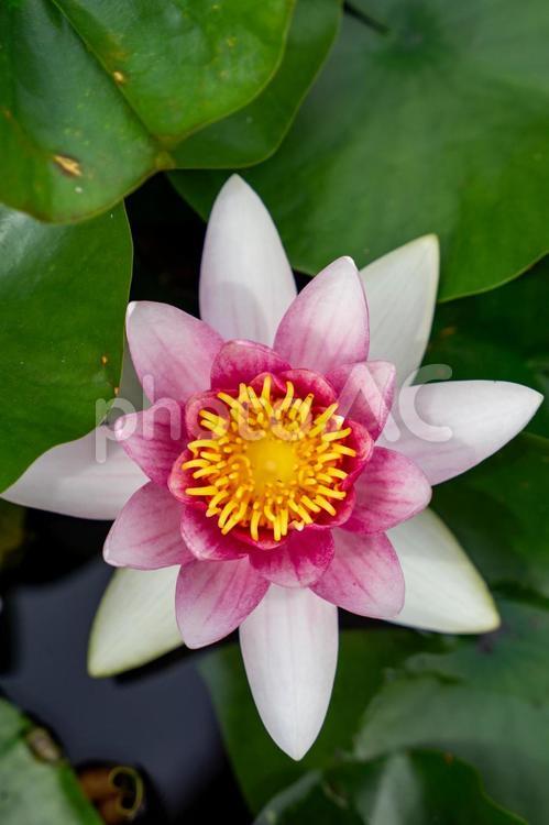 睡蓮の花 睡蓮,花,白の写真素材