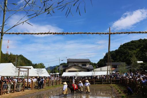 6月中旬の主基斎田お田植まつりの牛耕 6月中旬の主基斎田お田植まつりの牛耕 牛耕,牛,田の写真素材