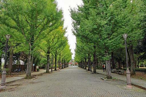 つくば市「洞峰公園」の銀杏並木 銀杏並木,イチョウ,洞峰公園の写真素材