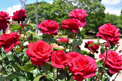 薔薇 ミスターリンカーン 薔薇 ミスターリンカーンの写真