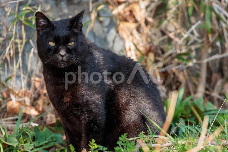 公園で日向ぼっこの黒猫 猫,ネコ,黒猫の写真素材