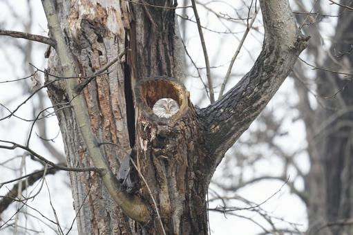 昼寝するエゾフクロウさんの写真