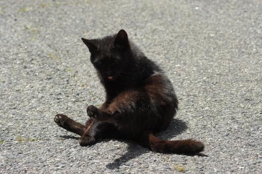 cat, JPG