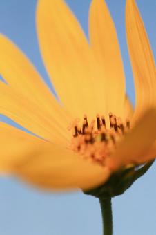 花 花の写真