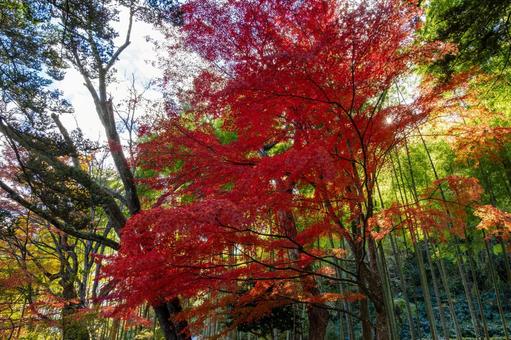 モミジの紅葉⑸ 葉,秋,モミジの写真素材