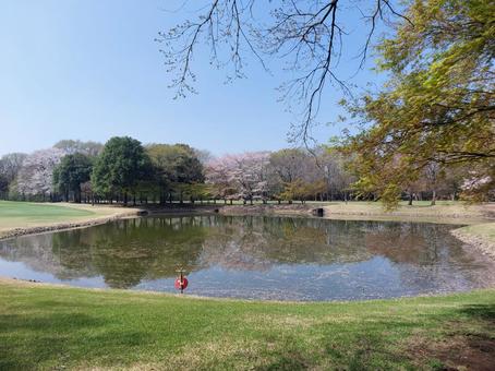 桜 桜 桜,春,自然の写真素材
