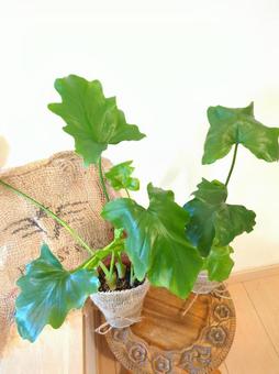 観葉植物 セロームフィロデンドロン4号鉢 観葉植物 セロームフィロデンドロン4号鉢の写真