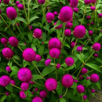 秋を彩るピンクの鮮やかな花 千日紅,センニチコウ,秋の花の写真素材