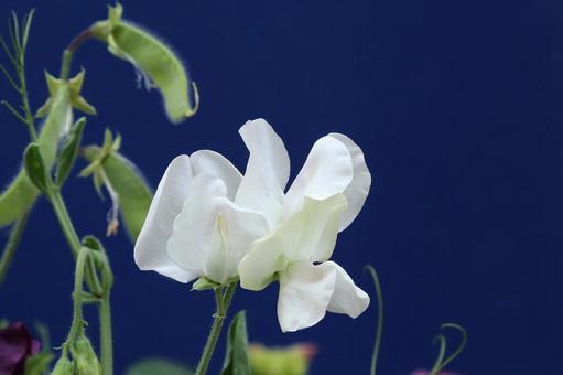 スイートピーの花 スイートピーの花の写真
