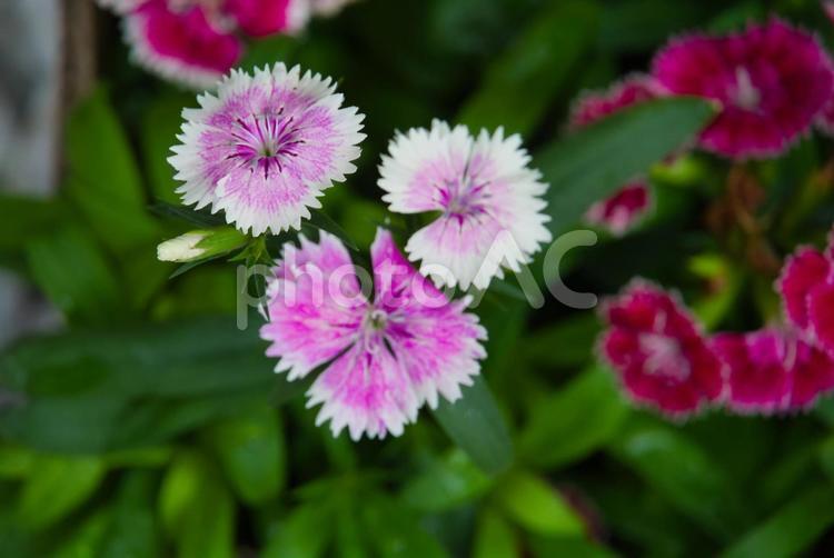 セキチクの花５ 花,ピンク,アップの写真素材