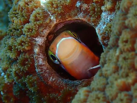 テンクロスジギンポ テンクロスジギンポの写真