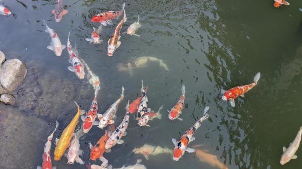 錦鯉 錦鯉の写真