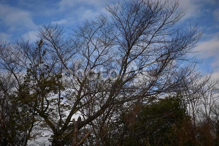 暗く寒い冬 木,景色,風景の写真素材