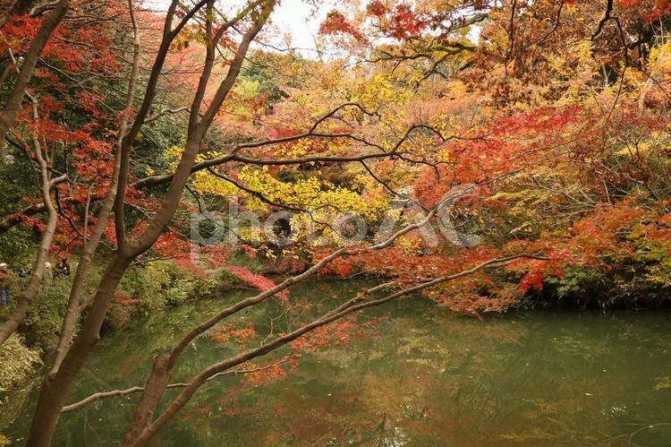 鮮やかな紅葉の森の風景 紅葉,もみじ,秋の写真素材