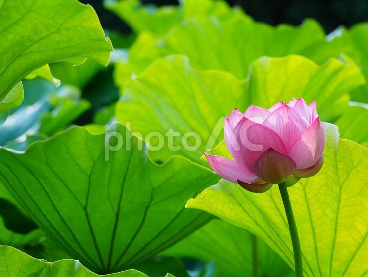 ハスの花【極楽浄土】 ハス,蓮,ハスの花の写真素材
